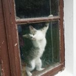 A playful kitten gazes through a rustic window, showcasing its curious nature.