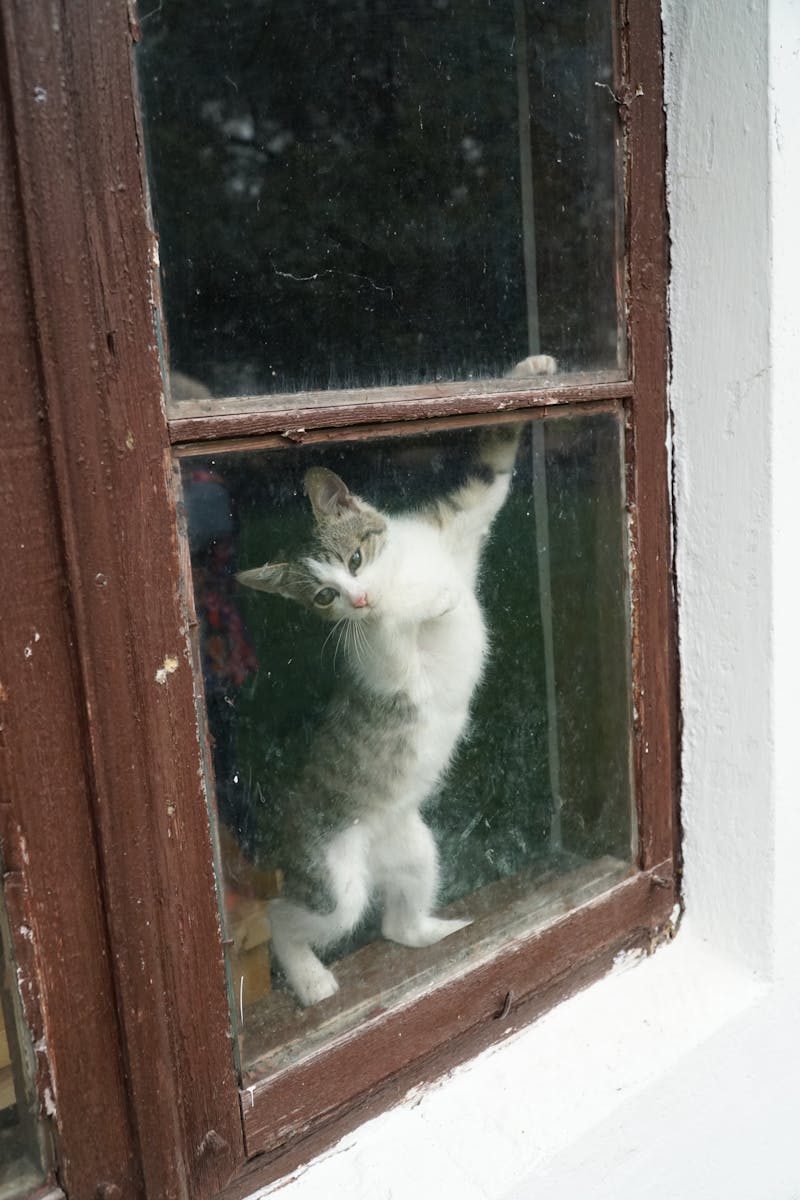 A playful kitten gazes through a rustic window, showcasing its curious nature.