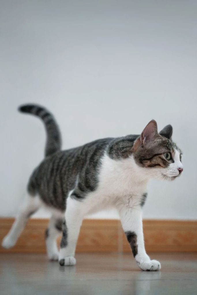 A curious tabby cat walking on a wooden floor inside a home, showcasing its elegance.