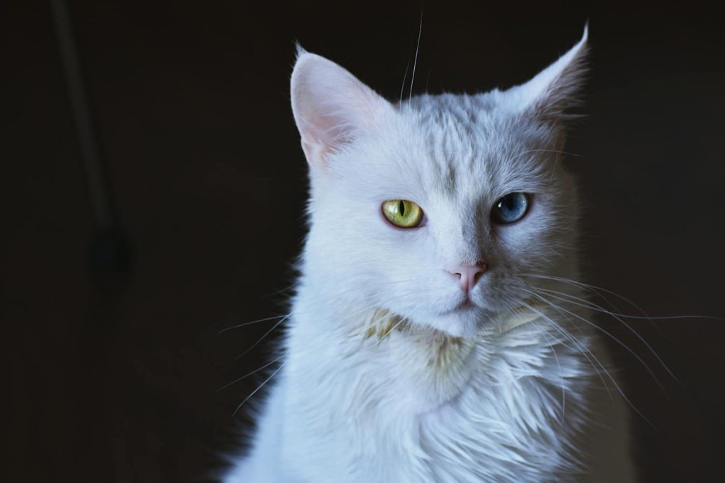 Stunning close-up of a white cat with striking heterochromia eyes.
