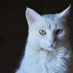 Stunning close-up of a white cat with striking heterochromia eyes.