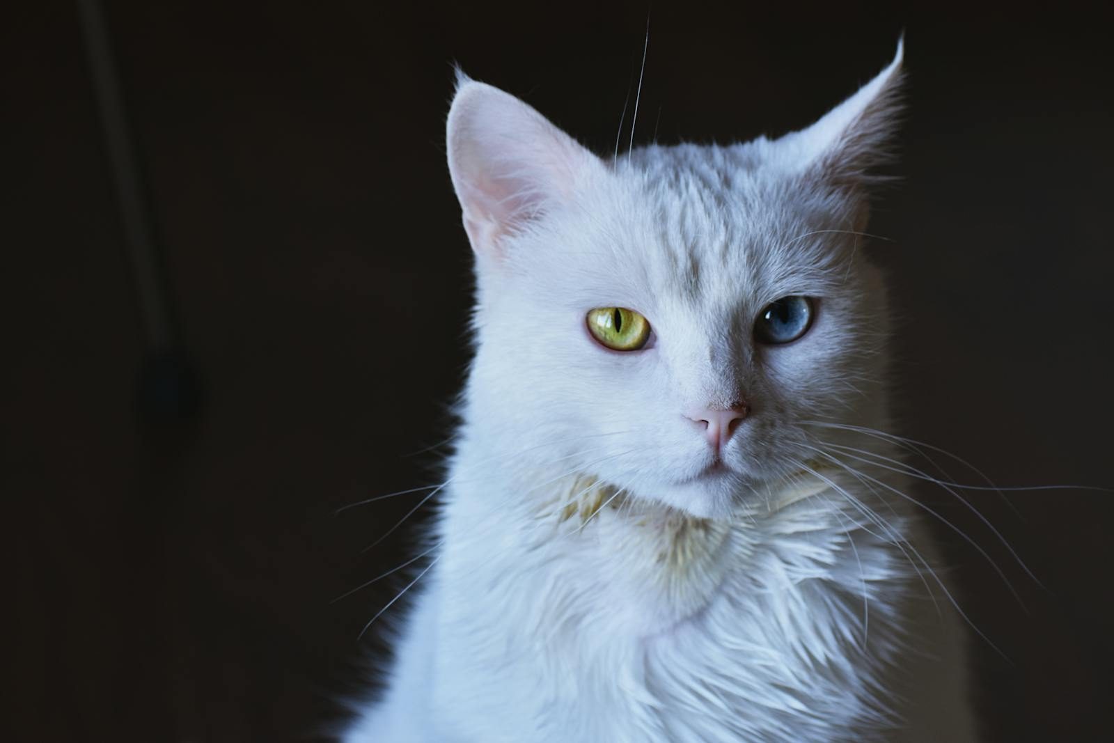 Stunning close-up of a white cat with striking heterochromia eyes.