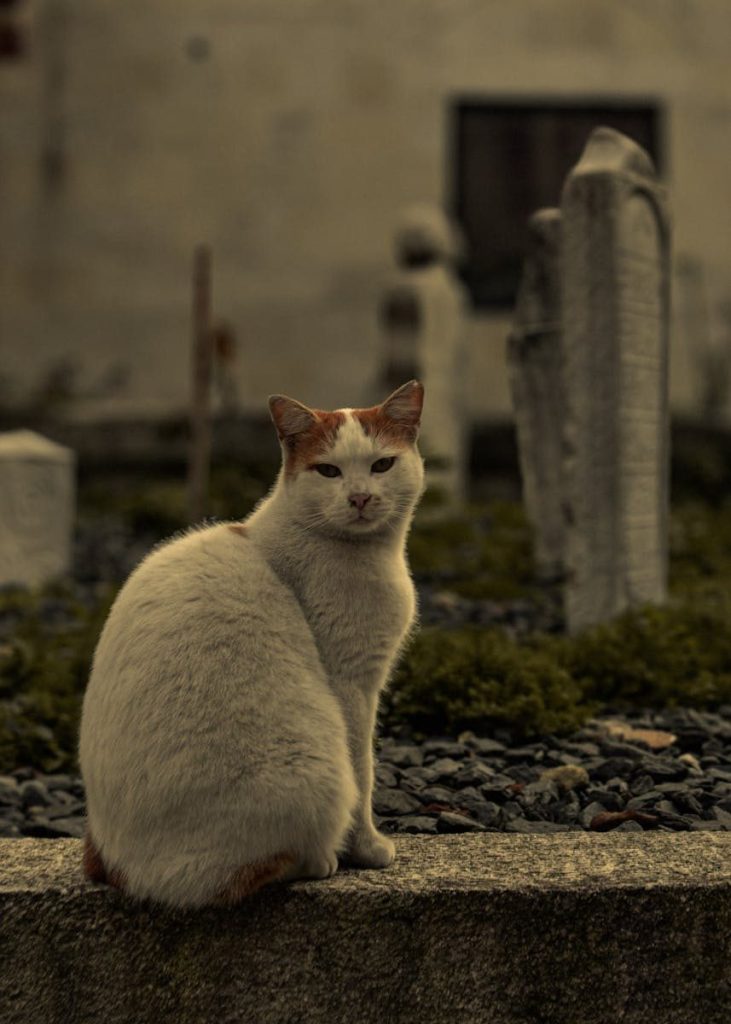 A lone cat sits quietly amidst gravestones in a cemetery setting.