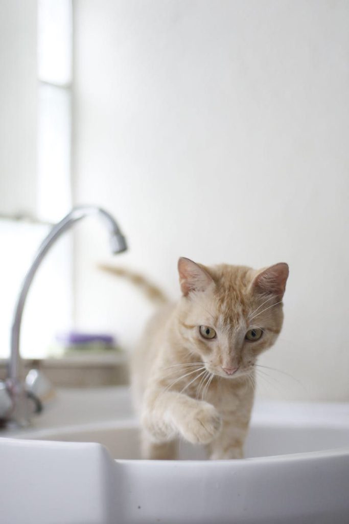 Cute ginger cat exploring a sink with a playful curiosity indoors.
