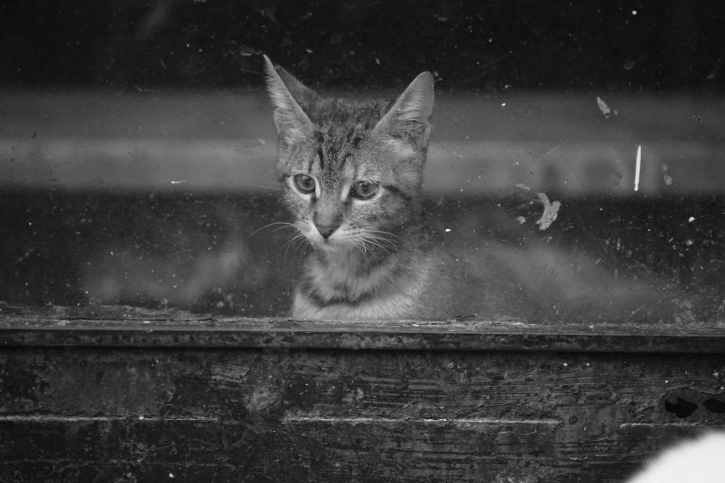 A cute kitten looks through a dirty window in a black and white photograph.