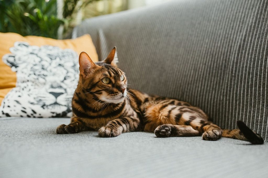 A Bengal tabby cat lounging on a gray couch, adding charm to an interior setting.