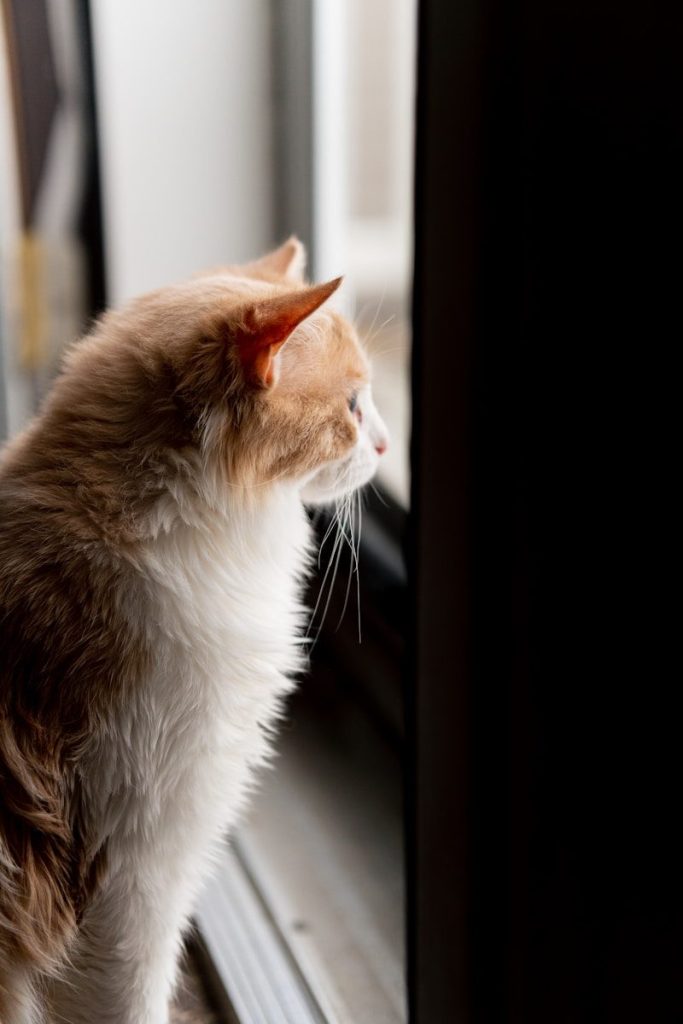 a cat sitting on a window sill looking out the window