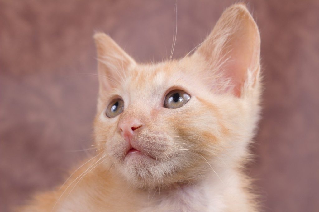 a small orange kitten looking up at the camera