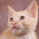 a small orange kitten looking up at the camera