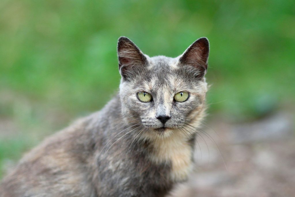 a cat looking at the camera