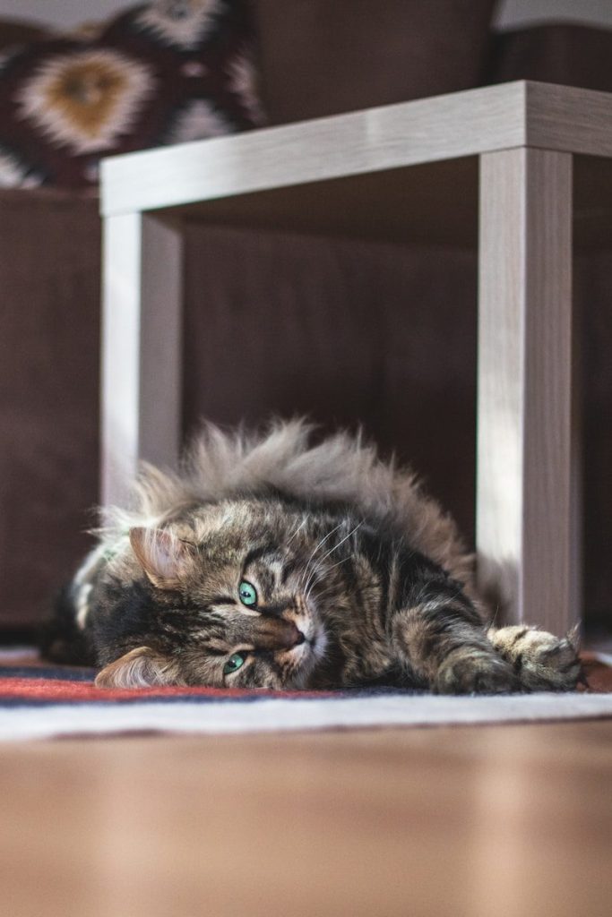 a cat laying on the floor next to a table
