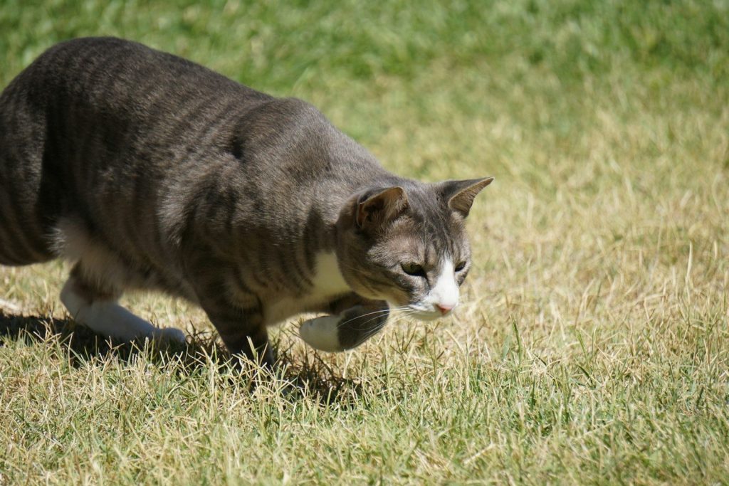 A cat walking across a grass covered field