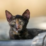 A tortoiseshell kitten looks directly into the camera.