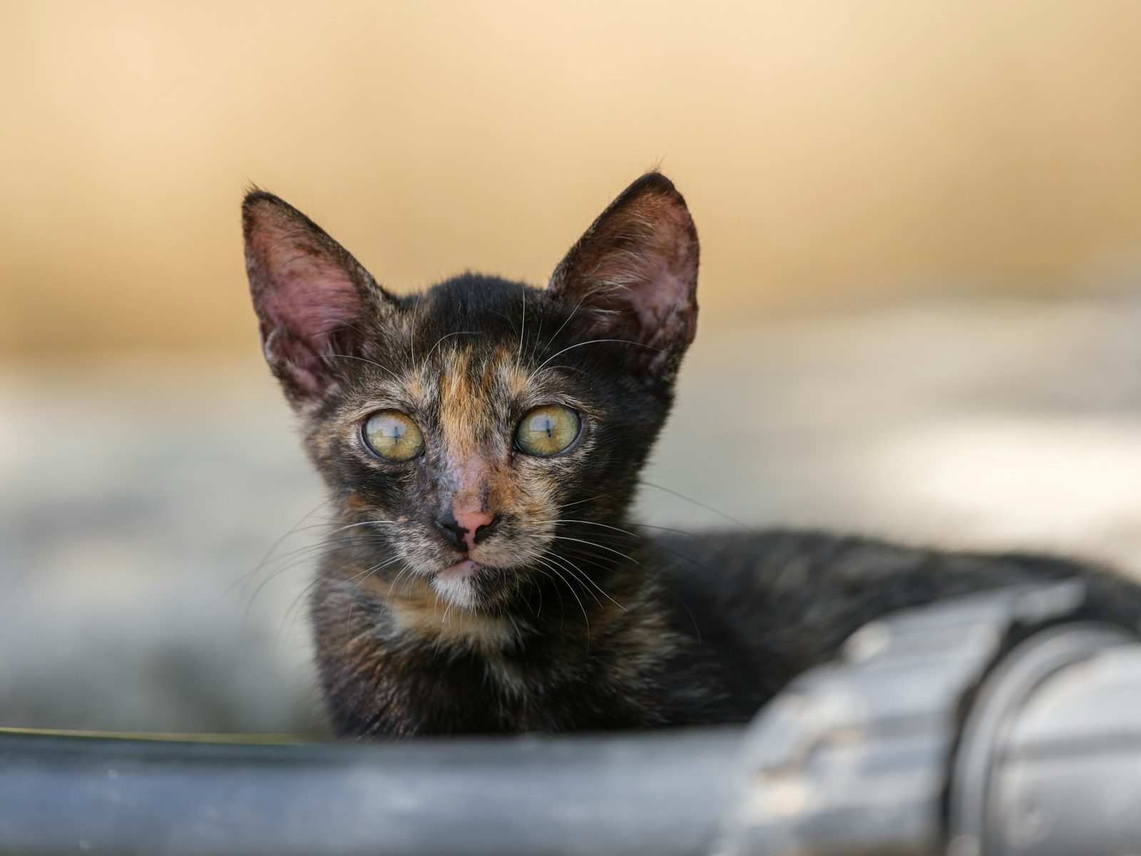 A tortoiseshell kitten looks directly into the camera.