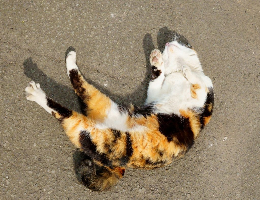 A calico cat lying on its back on concrete.