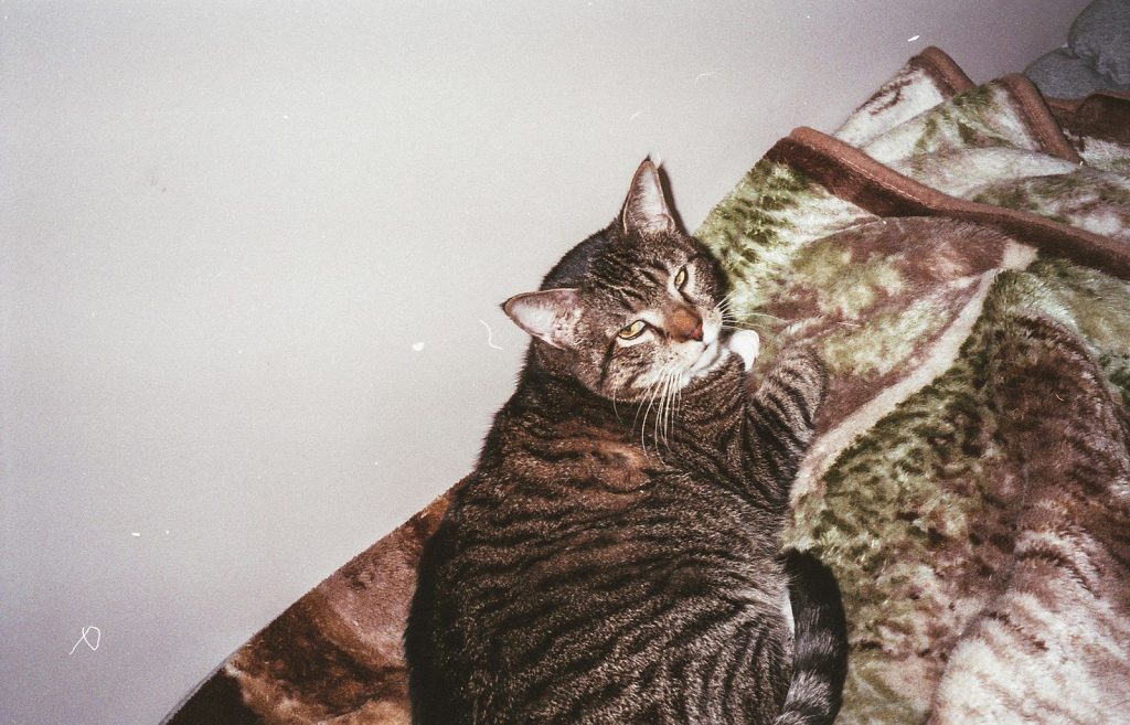 silver tabby cat on brown and green floral textile