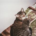 silver tabby cat on brown and green floral textile