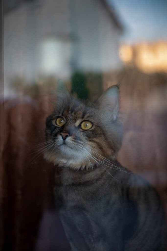 a cat looking at the camera