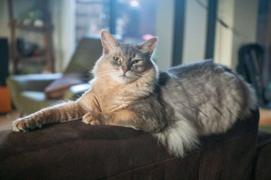A cat laying on top of a couch in a living room