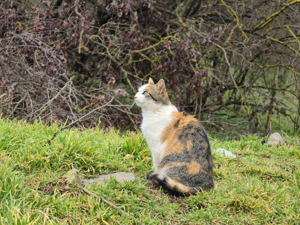 A calico cat sits in green grass looking up.