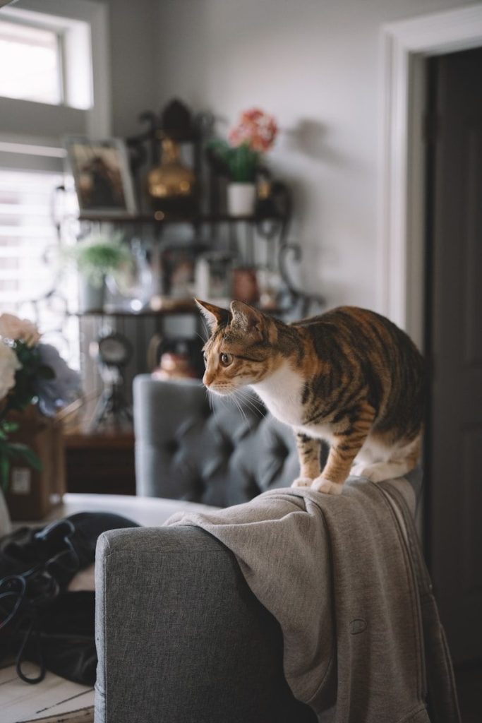 A tabby cat sits on a chair back.