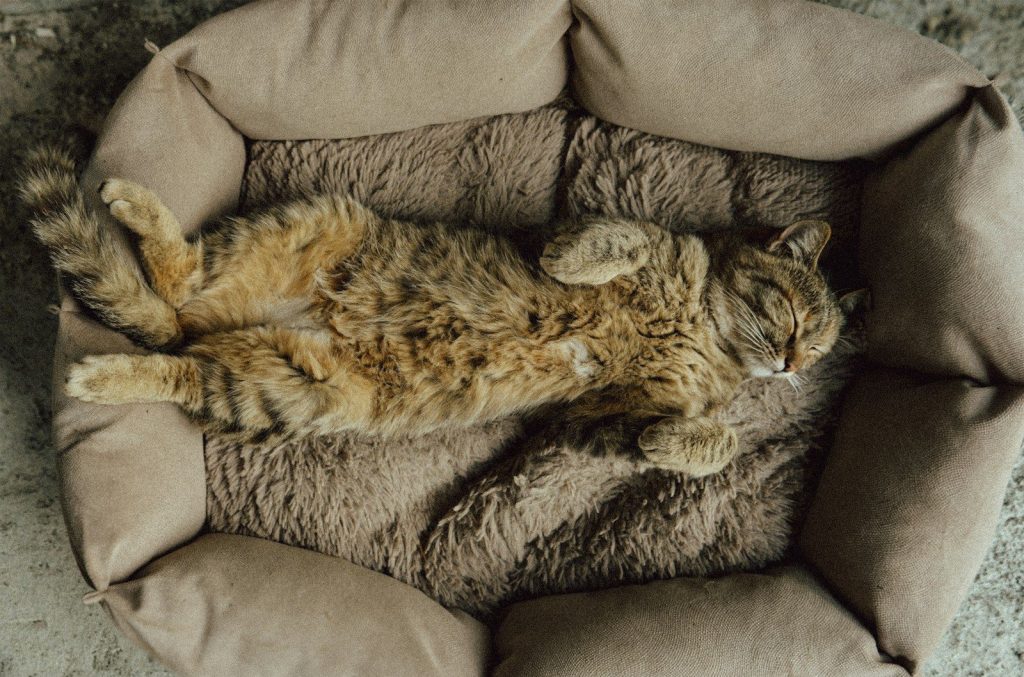 A cat sleeping in a cat bed on the floor