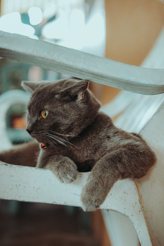 Cute grey cat lounging on stairs with a cozy and relaxed expression.