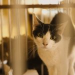 Close-up of a black and white cat in a cage looking curiously through the bars.