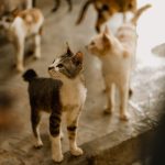 A group of curious cats in an indoor space with warm lighting, captured in selective focus.