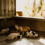 Group of cats eating in an indoor animal shelter with sunlight streaming through a window.