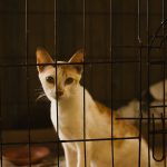Adorable kitten sitting in a metal cage at a shelter, looking intently.