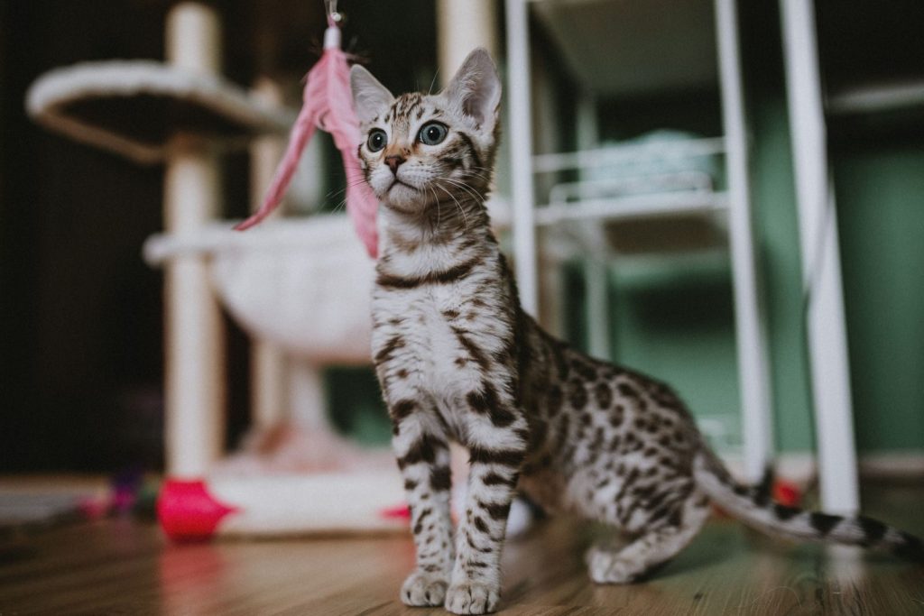 Adorable Bengal kitten playing with a pink feather toy in a cozy indoor setting.