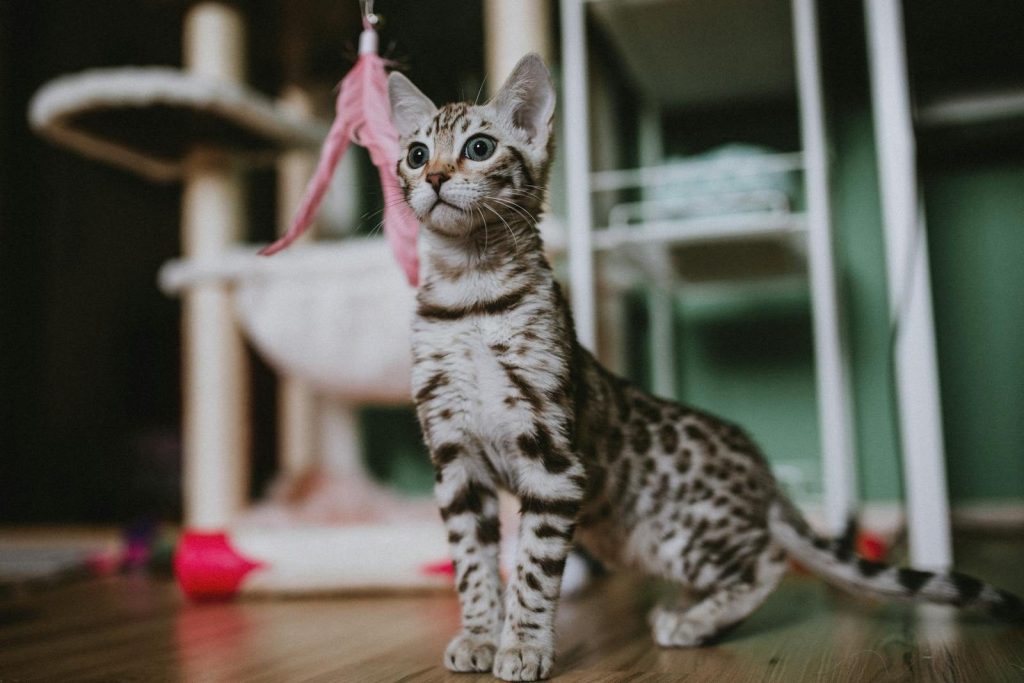 Adorable Bengal kitten playing with a pink feather toy in a cozy indoor setting.
