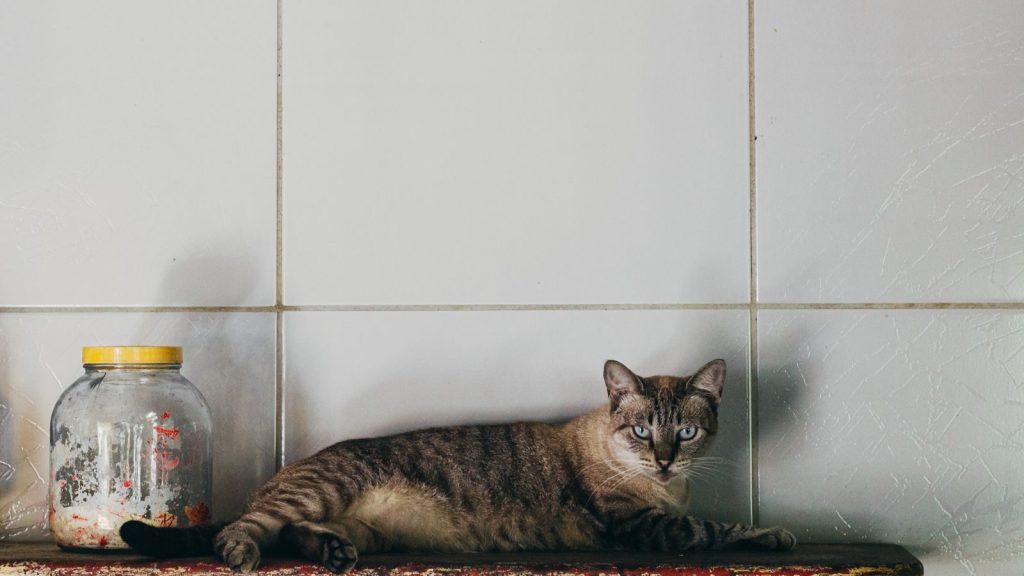 A domestic cat lies relaxed on a shelf next to a jar against a white tiled wall.
