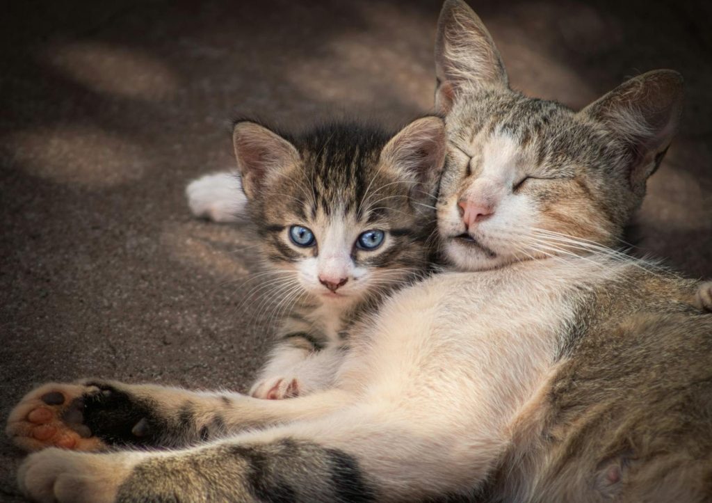 A cute tabby cat sleeping with its alert kitten on a warm day, capturing a tender moment.