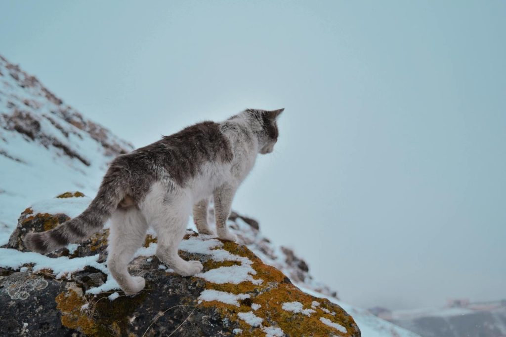 A cat standing on a snowy rock in winter, looking over a frosty landscape.