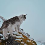 A cat standing on a snowy rock in winter, looking over a frosty landscape.