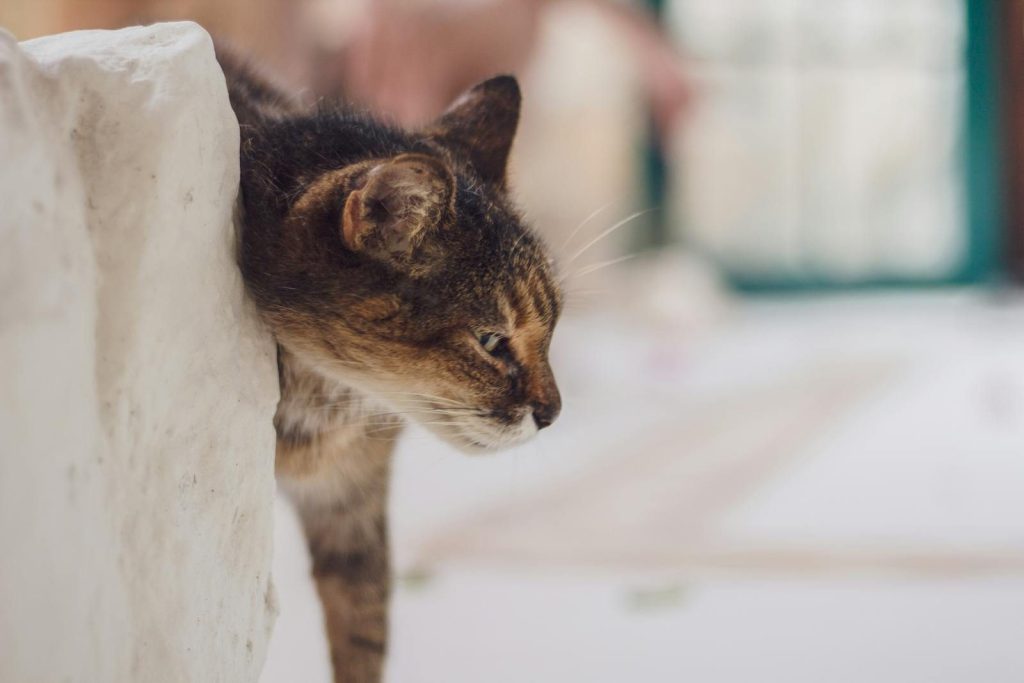 A curious tabby cat peers around a white rock outdoors with soft focus.