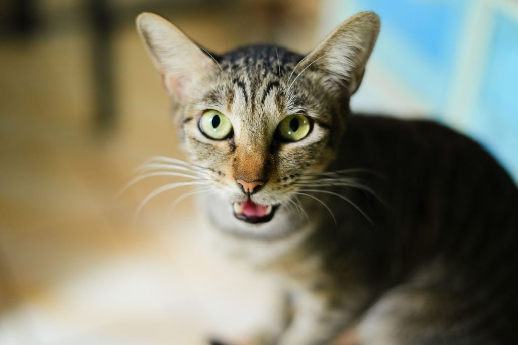Close-up of a cute tabby cat with expressive eyes and whiskers indoors.
