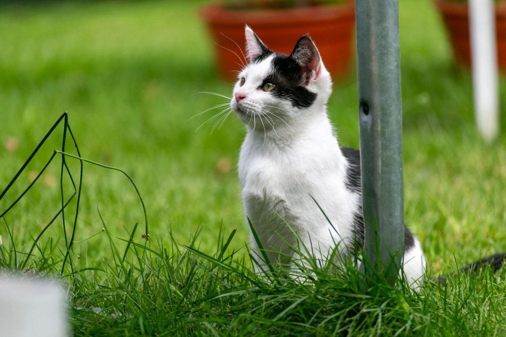 Adorable white and black kitten sitting in a green garden, enjoying the outdoors.