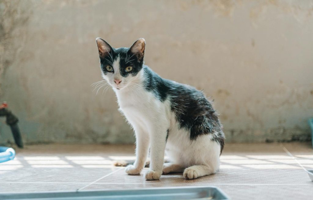 A domestic black and white cat sits on the floor indoors, lit by natural daylight.
