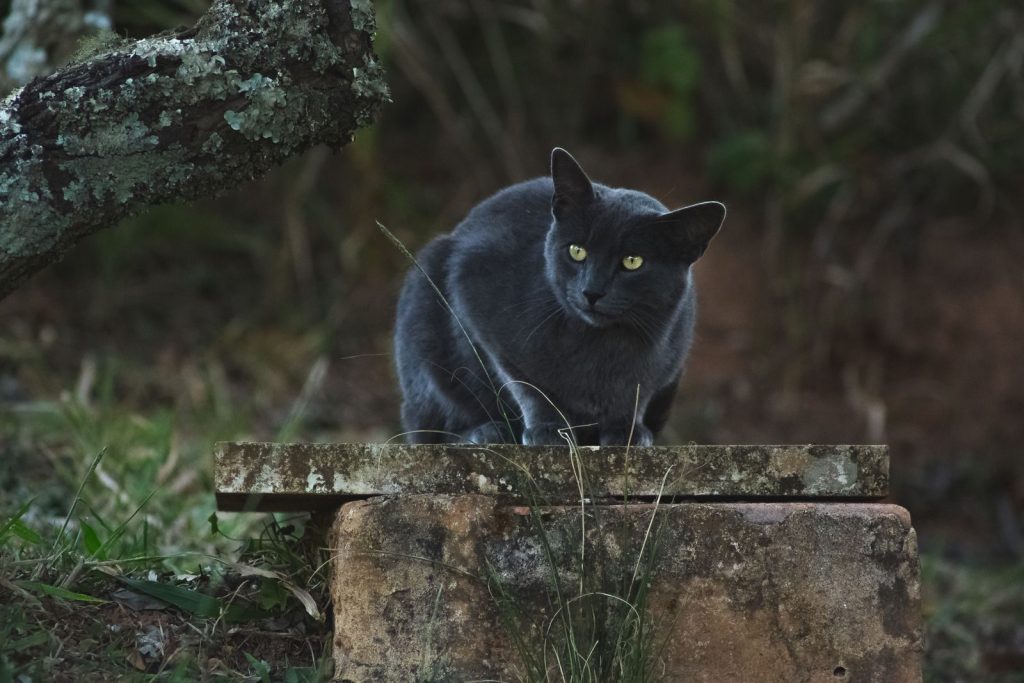 Gray cat poised on rock in Brazilian woods, showcasing its wild instincts and striking yellow eyes.