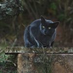Gray cat poised on rock in Brazilian woods, showcasing its wild instincts and striking yellow eyes.