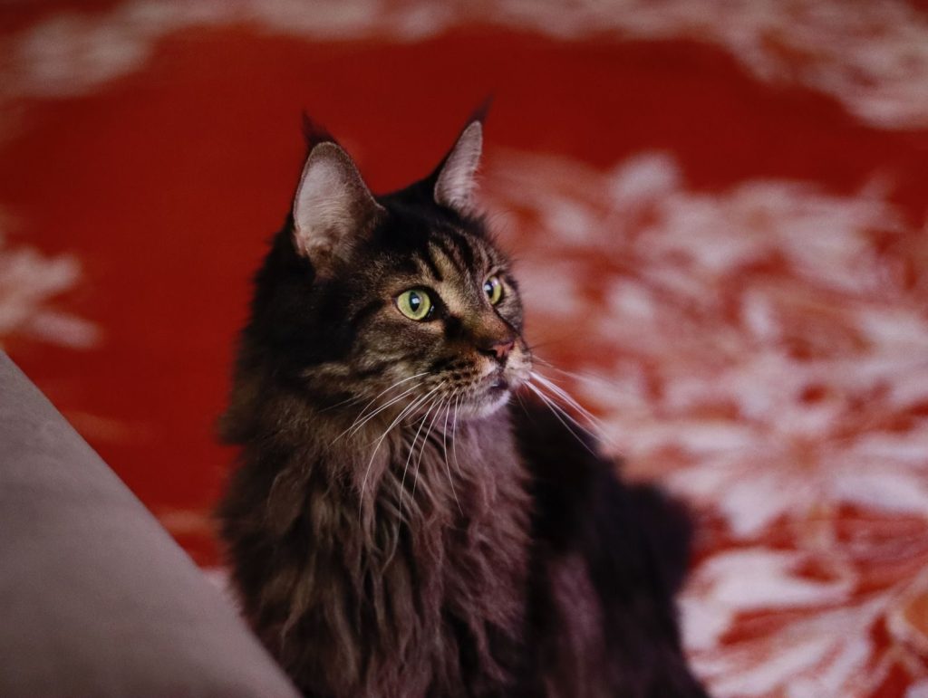 Close-up portrait of a Maine Coon cat with green eyes in a home setting.