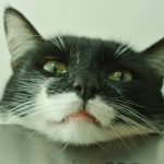 An amusing black and white cat face close-up with its tongue out against a plain background.