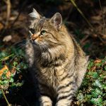 A tabby cat with green eyes sitting outdoors among plants and leaves.