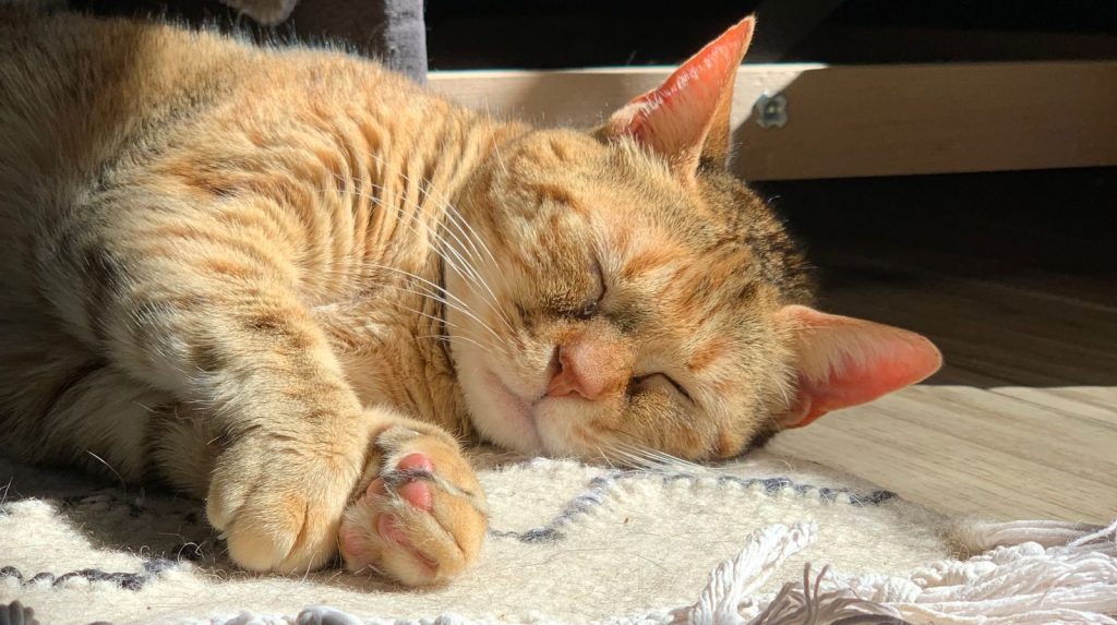 A tabby cat peacefully sleeping on a sunny rug indoors, showcasing tranquility and comfort.