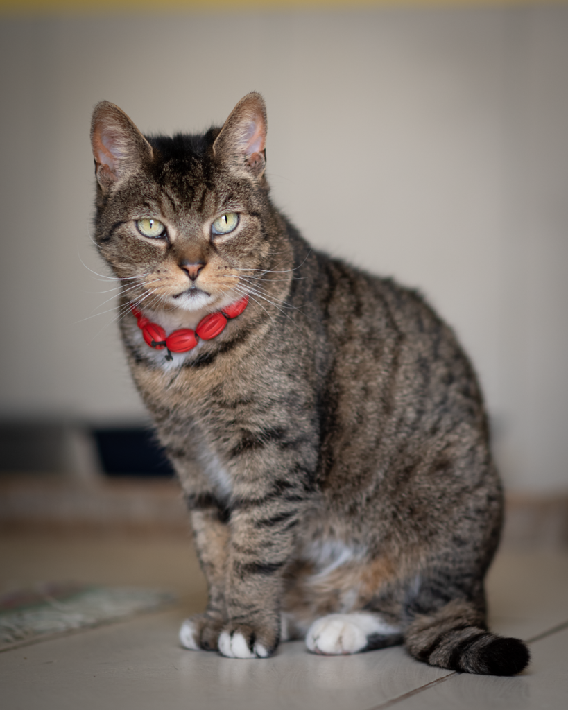 A tabby cat adorned with a red necklace sits attentively on the floor.