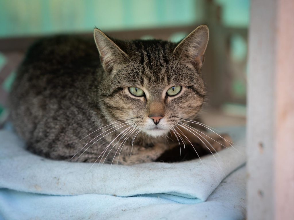 A serene tabby cat lounging comfortably on soft blue towels, indoors.