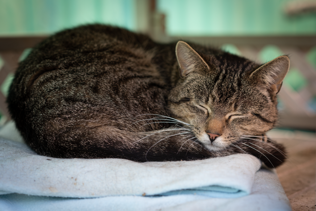 A serene tabby cat rests comfortably on soft blankets, embodying calm and relaxation.